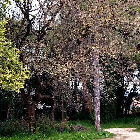 Apartment Alma